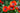 Papaver orientale