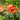 Papaver orientale 'Carnival'