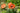Papaver orientale 'Carnival'