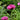 Papaver orientale 'Central Park'