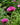 Papaver orientale 'Central Park'