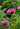 Papaver orientale 'Central Park'