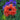 Papaver orientale 'Effendii'