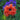 Papaver orientale 'Effendii'