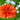 Papaver orientale 'Eye Catcher'