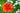 Papaver orientale 'Eye Catcher'