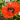 Papaver orientale 'Flamenco'