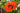 Papaver orientale 'Flamenco'