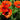 Papaver orientale 'Harvest Moon'