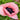 Papaver orientale 'Marlene'