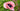 Papaver orientale 'Marlene'
