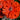 Papaver orientale 'May Queen'