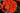 Papaver orientale 'May Queen'