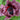 Papaver orientale 'Pattys Plum'