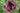 Papaver orientale 'Pattys Plum'