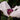 Papaver orientale 'Perry's White'
