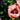 Papaver orientale 'Prinz. Viktoria Luise'