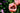 Papaver orientale 'Prinz. Viktoria Luise'