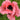Papaver orientale 'Raspberry Queen'