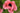Papaver orientale 'Raspberry Queen'