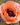 Papaver orientale 'Salmon Glow'