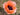 Papaver orientale 'Salmon Glow'