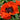Papaver orientale 'Türkenlouis'