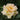 Rose 'Peace' | Hybrid Tea | 4L Potted Rose (PRE ORDER DECEMBER '25)