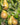Dwarf Patio Pear Tree 'Conference' (Pyrus communis) 2/4L