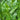 Peltandra undulata (Green arrow arum) - Marginal Pond Plants - MP087