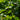 Peltandra undulata (Green arrow arum) - Marginal Pond Plants - MP087