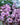 Penstemon 'Dark Towers'