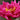 Peony Mix of 3 Plants (3 x 9cm-1L Pots)