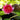 Nymphaea Perry's Baby Red - 2026