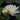 Nymphaea unnamed white - 2026