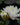 Nymphaea unnamed white - 2026