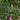 Persicaria Amphibia - Packs
