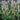 Persicaria amplexicaulis 'Alba'