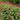 Persicaria amplexicaulis 'Blackfield'
