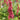 Persicaria amplexicaulis 'Inverleith'