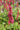 Persicaria amplexicaulis 'Inverleith'