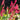 Persicaria amplexicaulis 'Speciosa' (Firetail)
