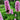 Persicaria bistorta 'Hohe Tatra'