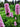 Persicaria bistorta 'Hohe Tatra'