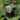 Persicaria bistorta