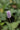 Persicaria bistorta