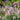 Persicaria bistorta