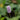 Persicaria bistorta