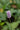 Persicaria bistorta