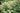 Persicaria polymorpha